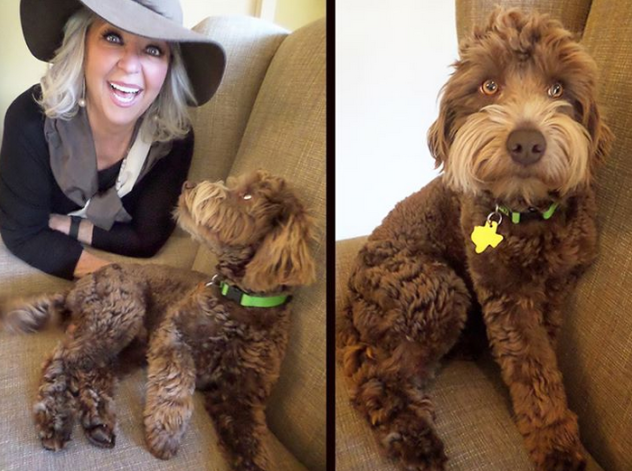 7 Weird And Adorable Moments In Celebrity Pet Parenthood The Dog People By Rover Com