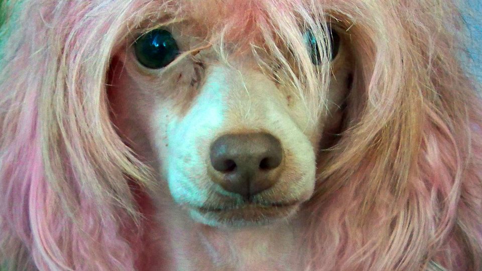 Wowza—5 Hilarious Dog Hairstyles | The Dog People by Rover.com