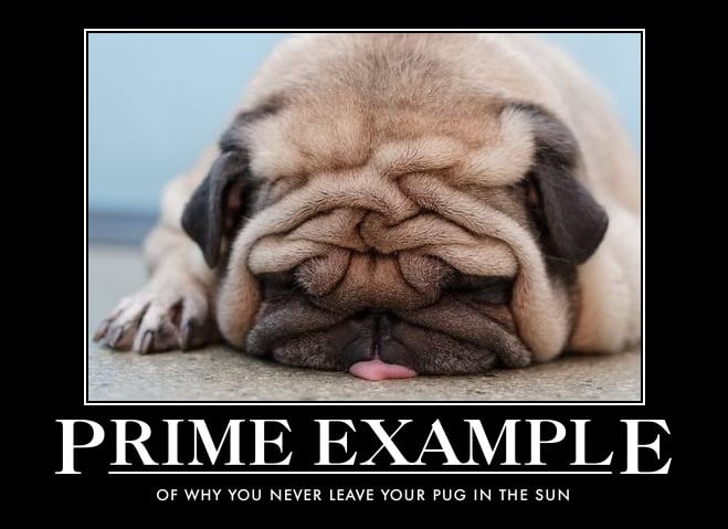 pug melting wrinkles