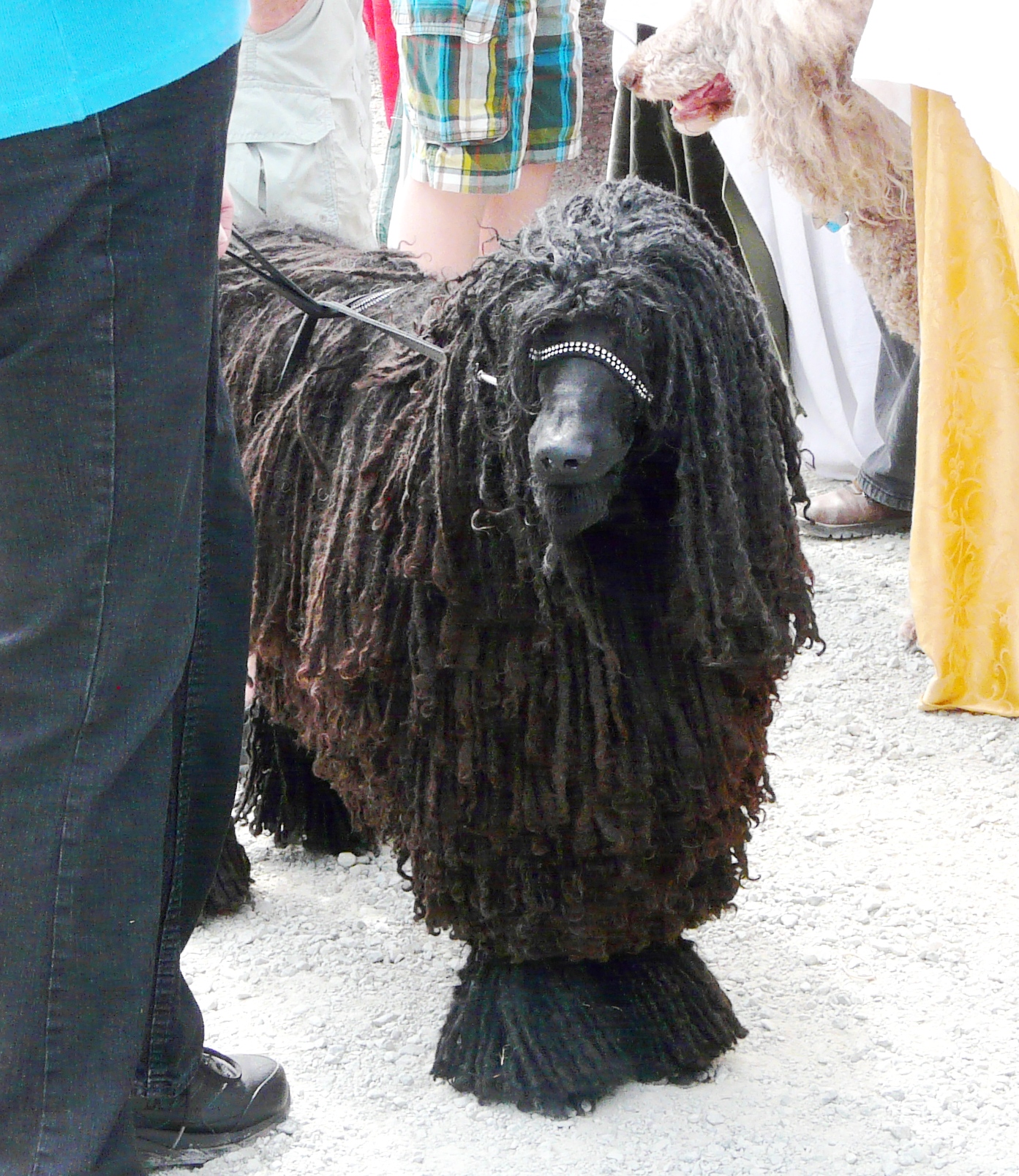 Wowza—5 Hilarious Dog Hairstyles  Rover.com