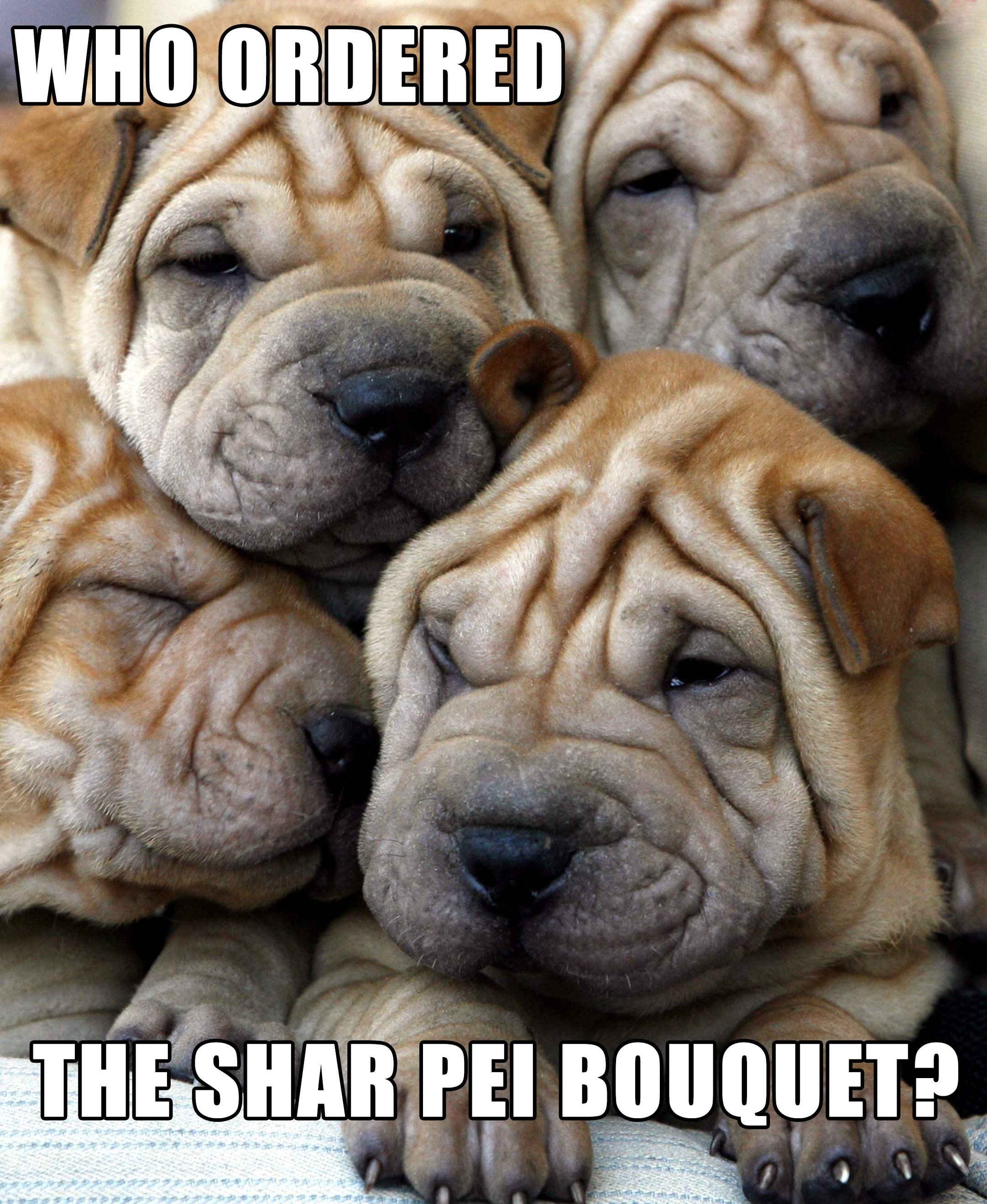 wrinkly puppies 12 dogs who make wrinkles look rover wrinkly puppies 12 dogs who make wrinkles look rover