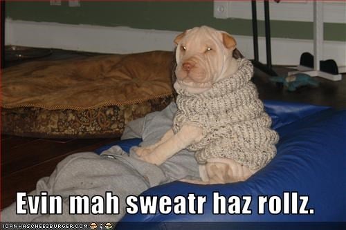shar pei sweater