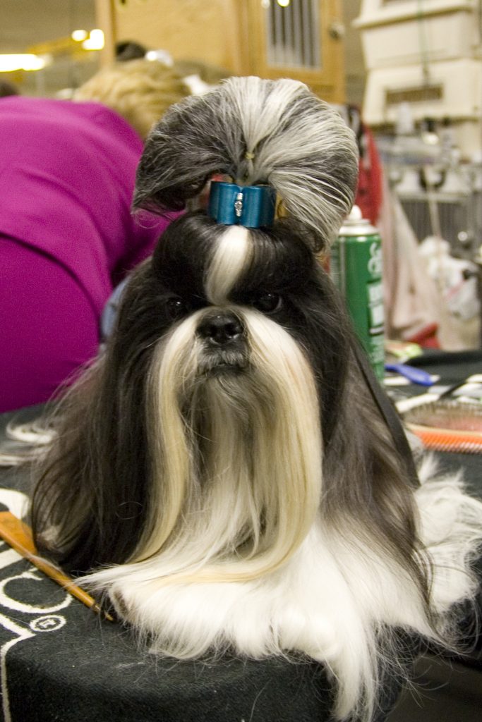 Wowza—5 Hilarious Dog Hairstyles  The Dog People by Rover.com