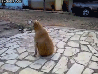 spinning dog
