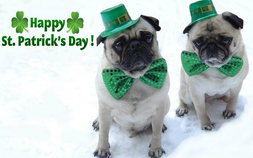 St. Patrick's Day dogs