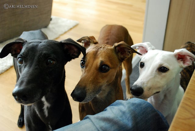 Three whippets - black dog syndrome