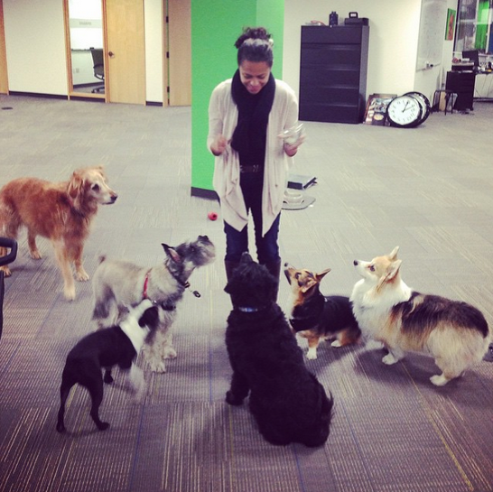 Work at and Get a Puppy! Rover Blog