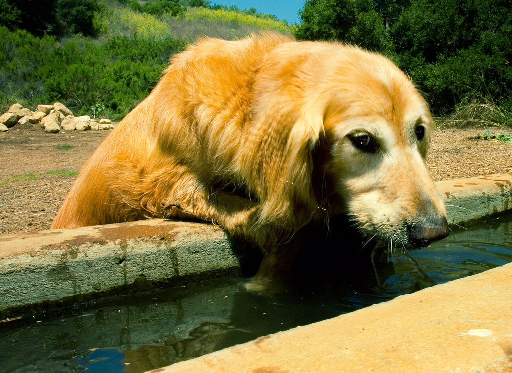 Can You Die From Dog Farts Can You Die From Dog Farts