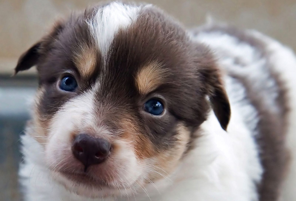 puppies for rent puppies for rent the surprising world of puppy temps rover puppies for rent puppies for rent the surprising world of puppy temps rover
