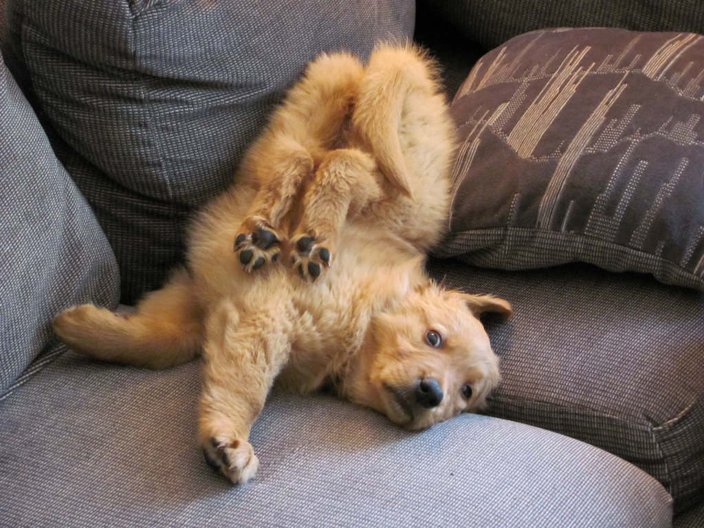 13 Dogs Who Can't Even...