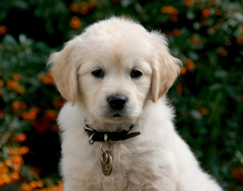 How Can I Adopt A Dog For Free How Can I Adopt A Dog For Free