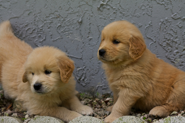 puppies for rent puppies for rent the surprising world of puppy temps rover puppies for rent puppies for rent the surprising world of puppy temps rover