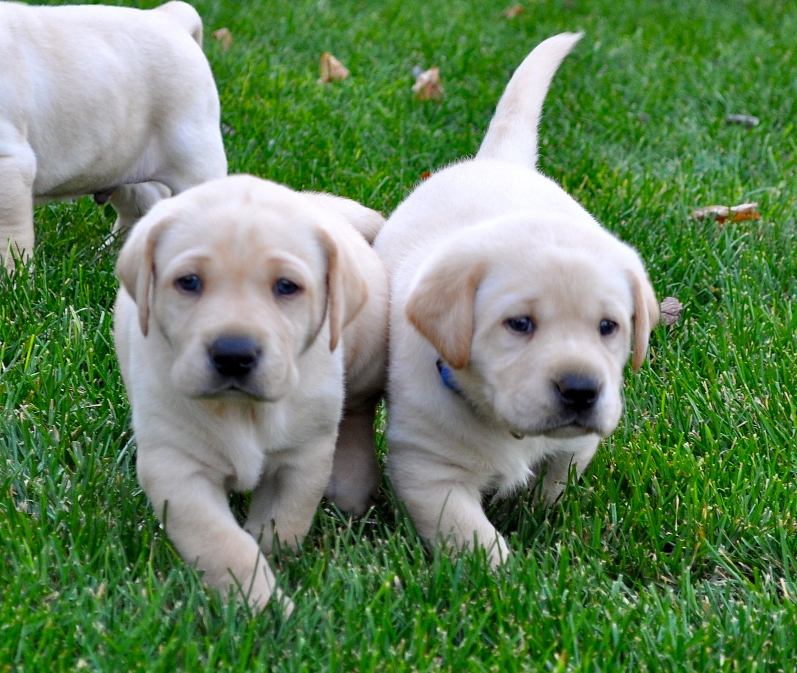 puppies for rent puppies for rent the surprising world of puppy temps rover puppies for rent puppies for rent the surprising world of puppy temps rover