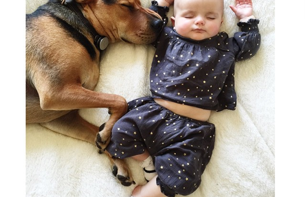 what is a of dogs called what breed of is called the breeds picture what is a of dogs called what breed of is called the breeds picture