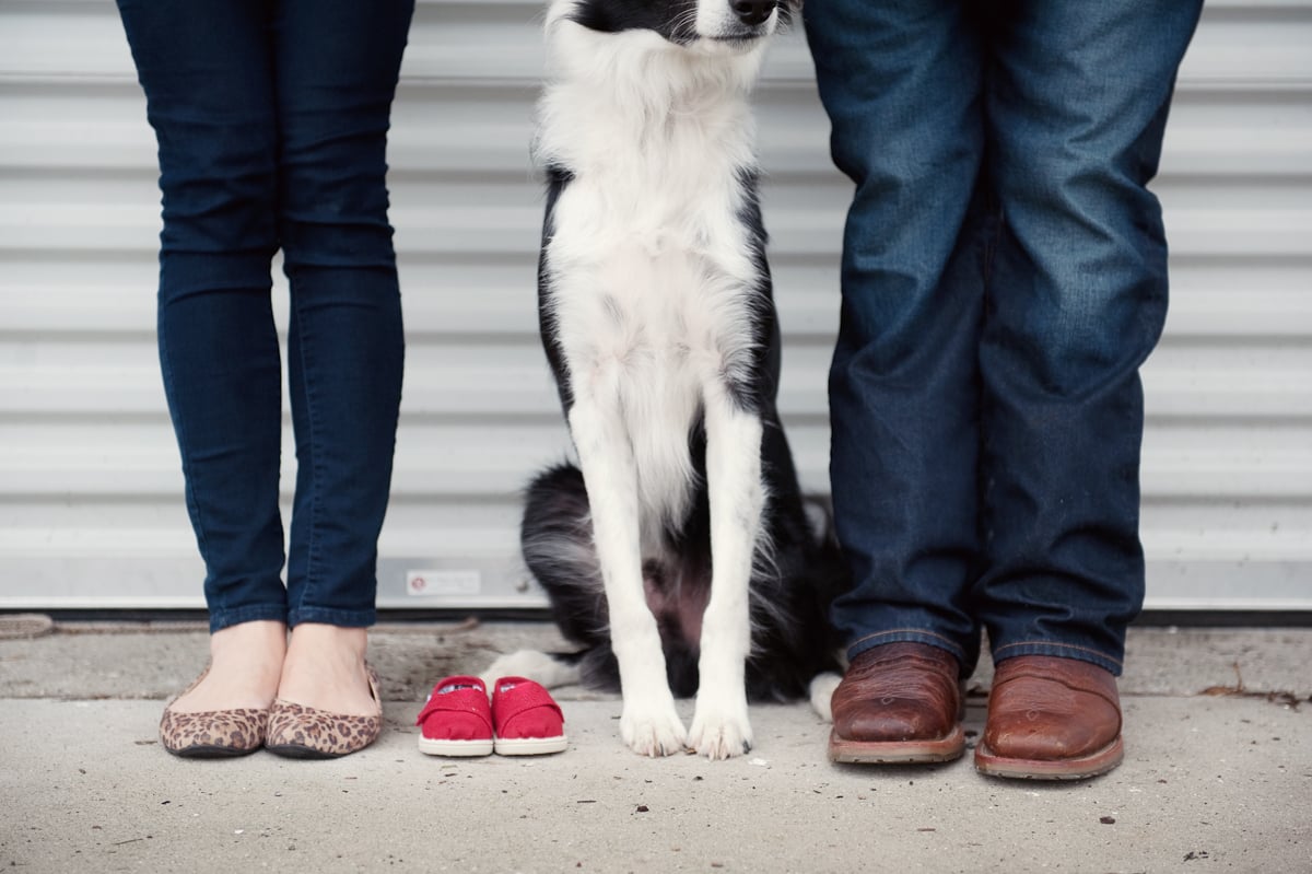 border collie dog baby announcement