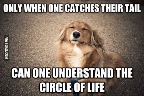catch tail dog zen