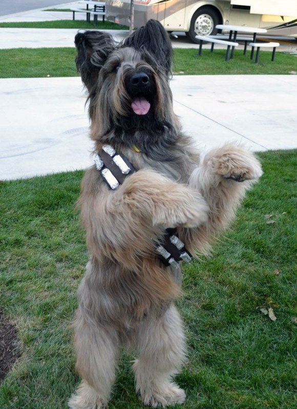 chewbacca puppy chewbacca breed images chewbacca puppy chewbacca breed images