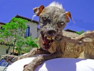 stygg-søt japansk nakenhund fra verdens styggeste hunder konkurranse 