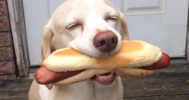 Dog with a hot dog in his mouth - funny dog Vines