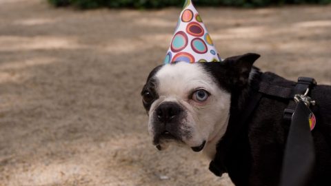 Dog in a party hat - pet parenthood