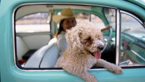 Dog in a car - summer travel trends for pet parents