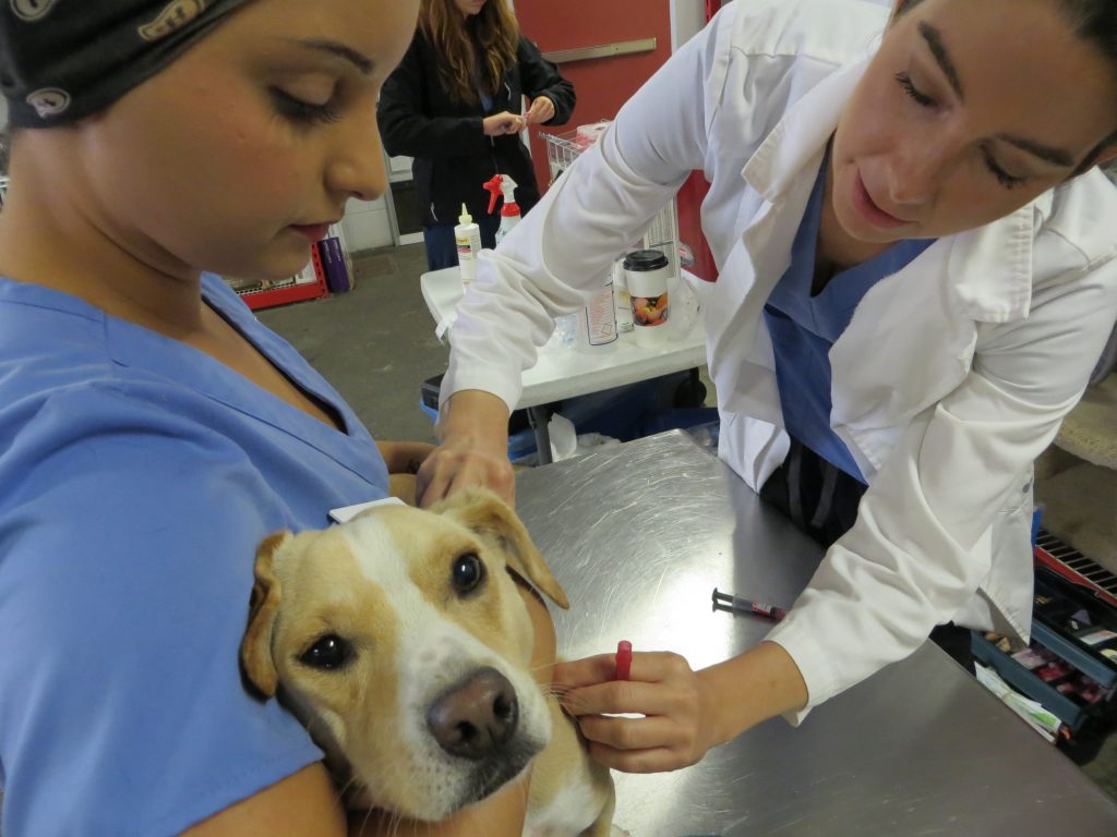 Vaccines are an important part of your dog's health-care routine to keep him safe from deadly illnesses like rabies and distemper.