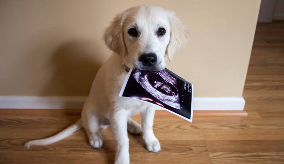 golden retriever puppy ultrasound baby anouncement