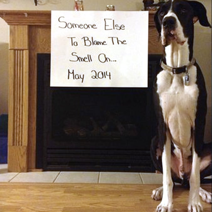 great dane dog funny baby reveal