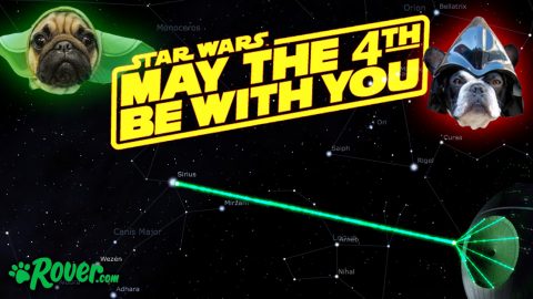 happy star wars day dog
