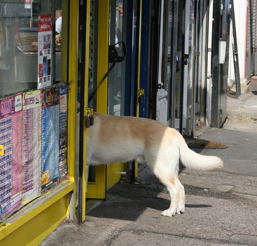 "Can I Bring My Dog?" The Most Dog-Friendly Stores Across America