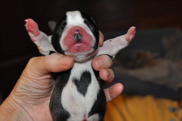 boston terrier newborn puppy