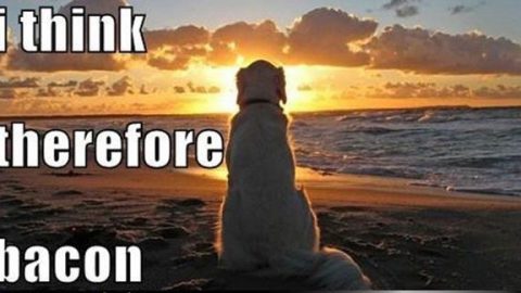 i think therefore bacon dog philosopher