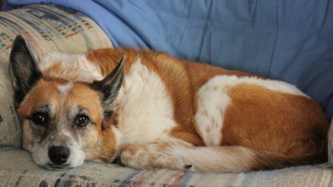 Lazy dog - best dogs for lazy people