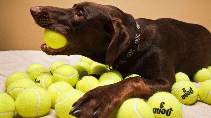 obsessive in dogs 9 dangerously obsessive behaviors and how to help rover obsessive in dogs 9 dangerously obsessive behaviors and how to help rover