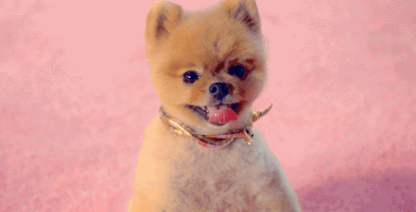 pomeranian ears how will your live 10 spans revealed rover pomeranian ears how will your live 10 spans revealed rover