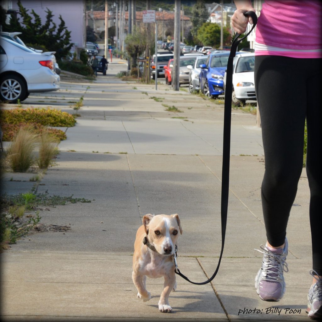 4 Benefits to Treating Your Dog Like a Child Rover Blog