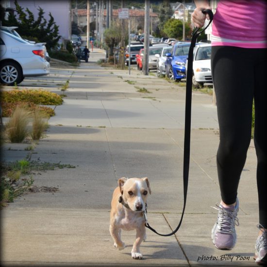 4 Benefits to Treating Your Dog Like a Child Rover Blog