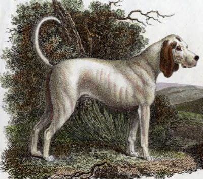 talbot extinct hunting dog