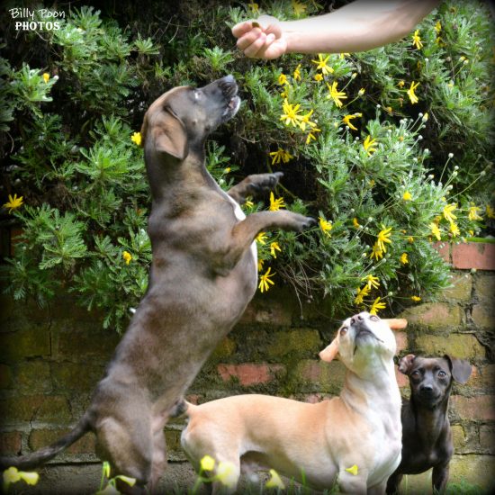 4 Benefits to Treating Your Dog Like a Child Rover Blog