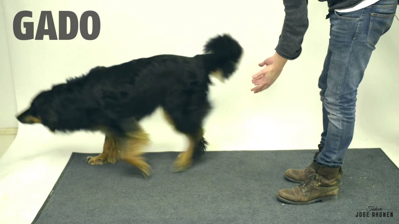 6 Dogs Fooled by Magic Tricks Rover Blog