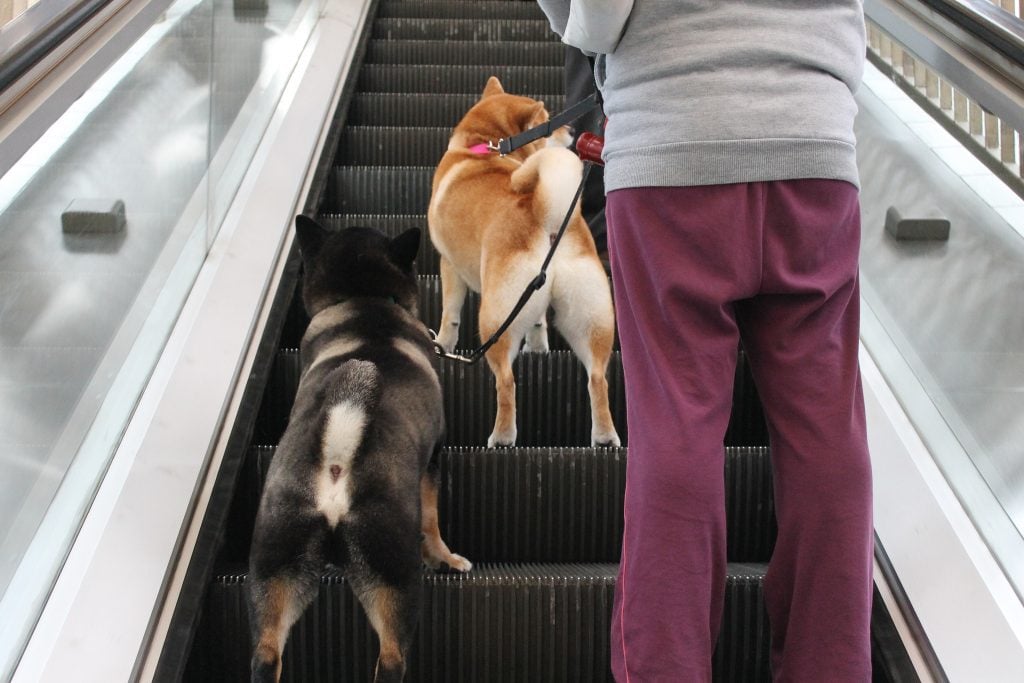 Permission to Ride A Guide to DogFriendly Public Transportation The