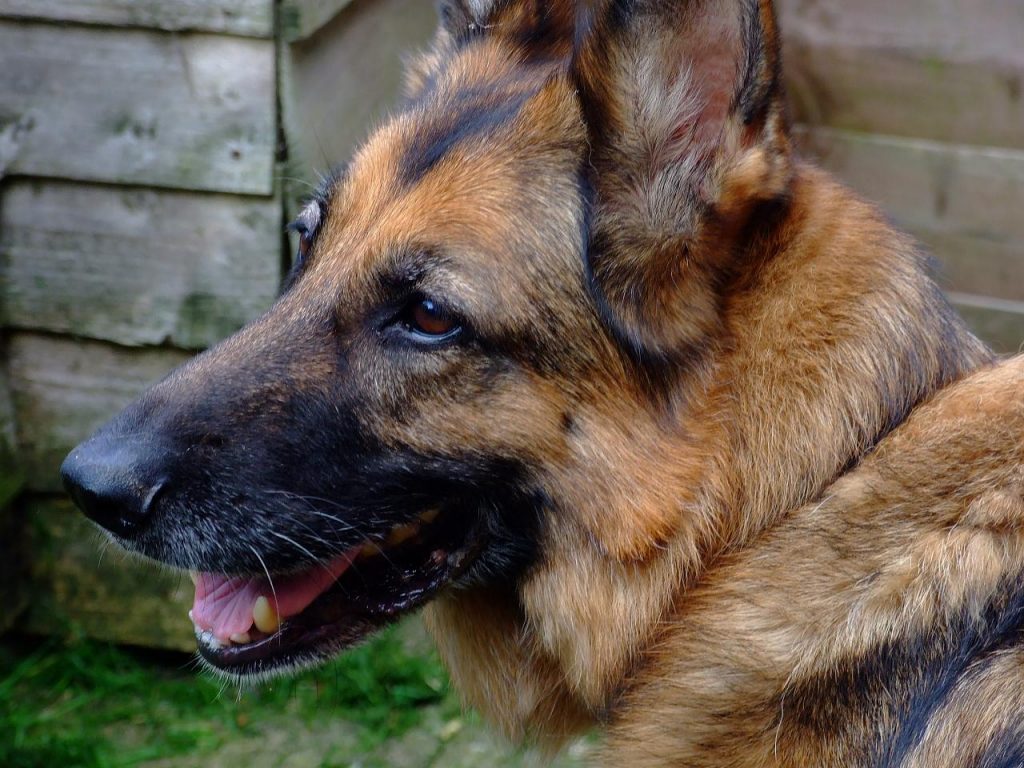 The 10 Most Expensive Purebred Dogs Ever Rover Blog