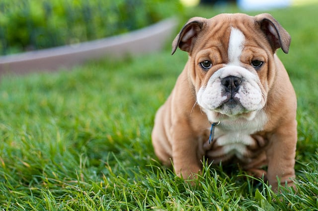 The 10 Most Expensive Purebred Dogs Ever The Dog People