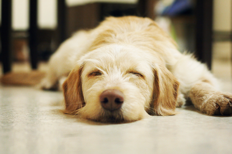 dreams about dogs what do dogs about rover dreams about dogs what do dogs about rover
