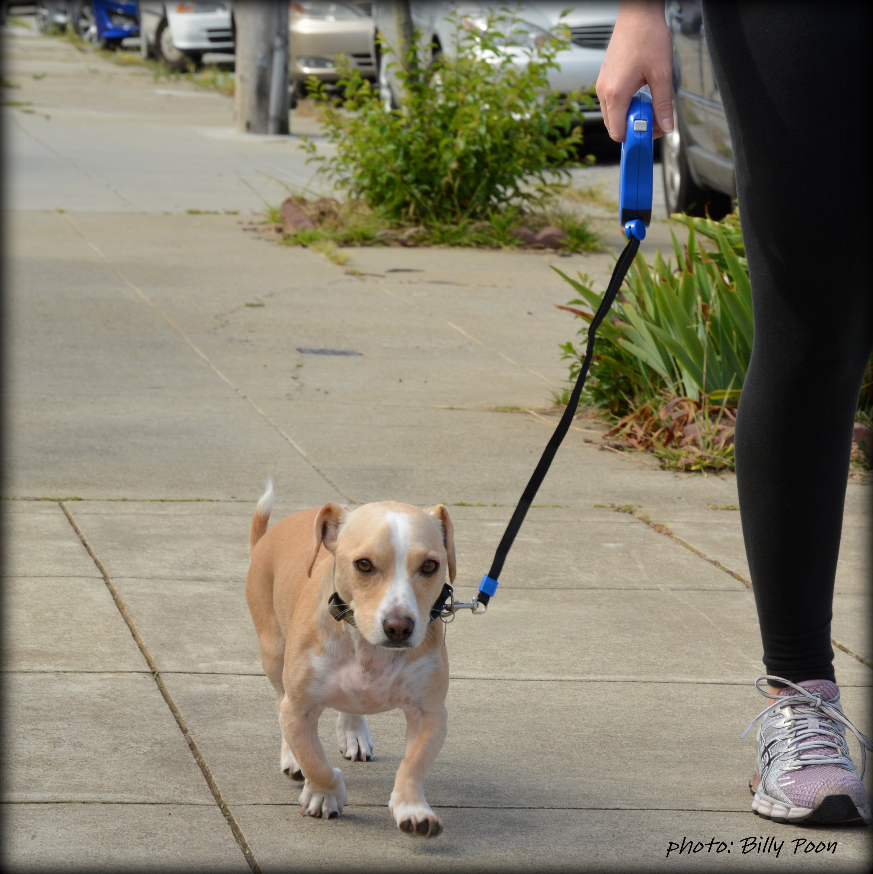 A Guide to Buying the Best Dog Leash Rover Blog