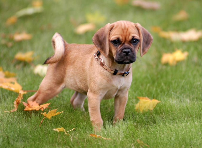 cross between pug and beagle the future of pet parenthood is here and it s spectacular rover cross between pug and beagle the future of pet parenthood is here and it s spectacular rover