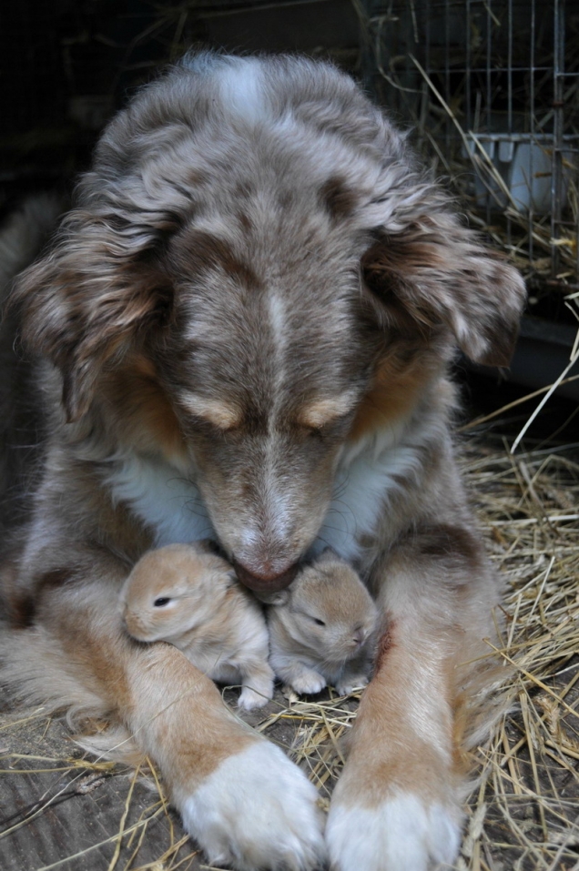 aussie mix bunny foster dog