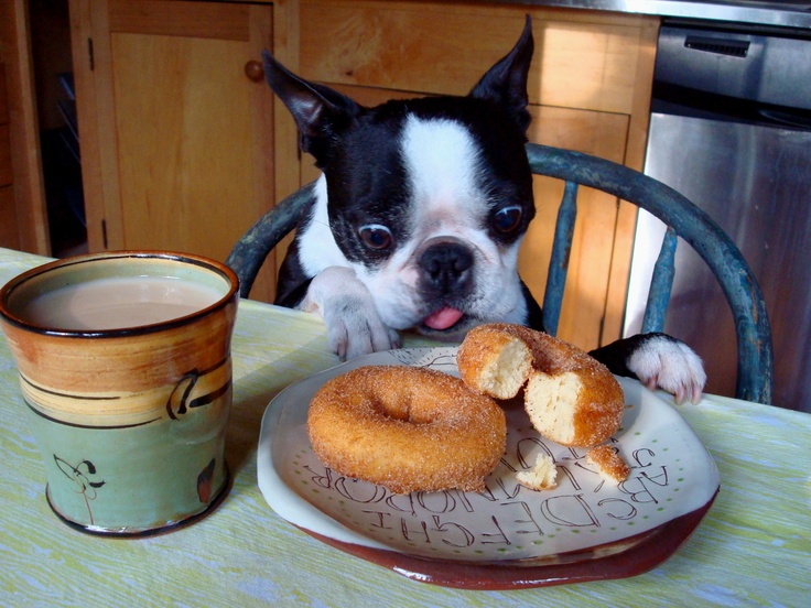 boston terrier donut junk food