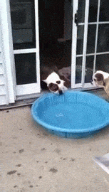 bulldog vs pool