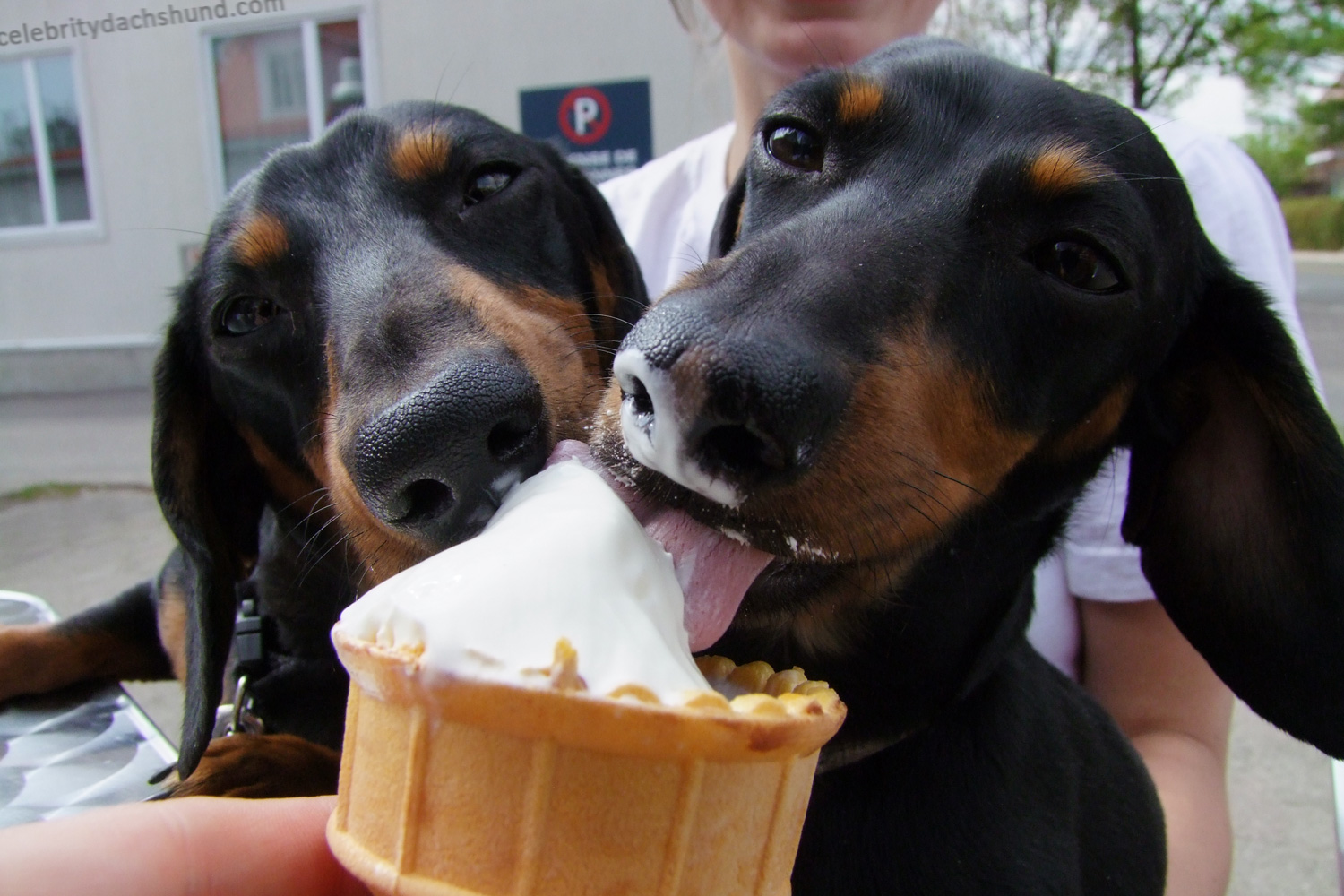 crusoe dachshund pupcone junk food ice cream
